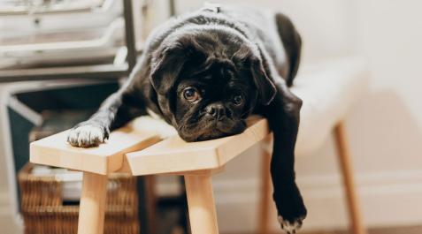 aburrimiento-perro Todos nos aburrimos –un 3 % de cada 30 minutos de nuestra vida–, pero nadie quiere reconocerlo porque se considera una derrota