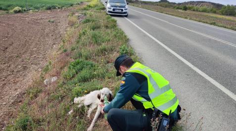 Rescatan a un perro perdido en la NA-132, próximo a Larraga Rescatan a un perro perdido en la NA-132, próximo a Larraga