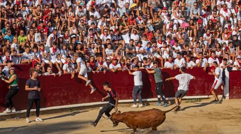La plaza de toros de Estella, en una suelta de vaquillas de las fiestas patronales 2022 La plaza de toros de Estella, en una suelta de vaquillas de las fiestas patronales 2022