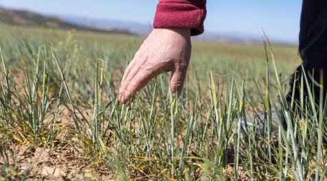 Campo de cebada en una finca de secano en Tudela. La planta presenta signos de agostamiento