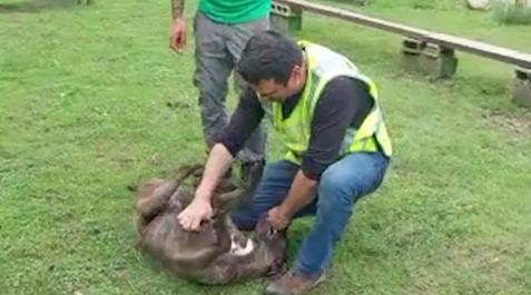 La Guardia Civil junto al único perro que sobrevivió en Urdax La Guardia Civil junto al único perro que sobrevivió en Urdax