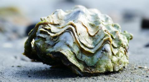 ostra ostra