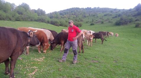 David Sanzberros El ganadero de Orbaizeta, David Sanzberro, con sus vacas