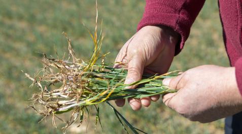 Raíces de planta de cereal afectadas por la sequía Raíces de planta de cereal afectadas por la sequía