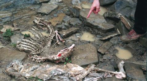 Restos de una oveja muerta por un ataque de un oso en 1998. Restos de una oveja muerta por un ataque de un oso en 1998.