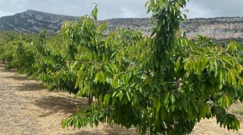 arbol Imagen de cerezos sin fruto en este momento en Etxauri.