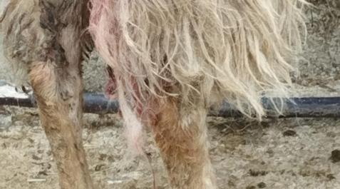 oveja Una oveja mordida en una de sus patas.