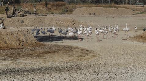 flamencos-doñana Un grupo de flamencos recorren una laguna completamente seca junto al Espacio Natural de Doñana