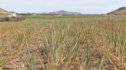 campos agostados sequia tudela agricultura Campos de trigo agostados por culpa de la sequía cerca de Bardenas