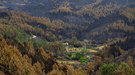 INCENDIO LAS HURDES INCENDIO LAS HURDES