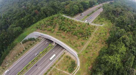 ecoducto Imagen del puente exclusivo para animales que cruza una autopista en Singapur.