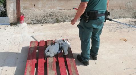La Guardia Civil rescata a un pollo de cigueña tras caer el nido de un tejado en Milagro La Guardia Civil rescata a un pollo de cigueña tras caer el nido de un tejado en Milagro