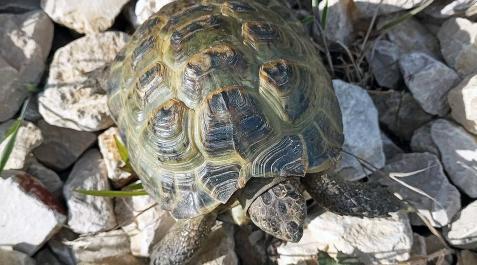 Tortuga en Estella El ejemplar de tortuga mora encontrado en la calle en Estella.