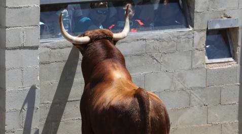toro en los corrales del gas toro en los corrales del gas