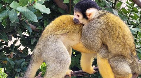 Saimiries Sendaviva ha colaborado con EAZA en el EEP de mono ardilla boliviano o Saimiri boliviensis boliviensis