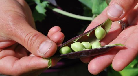 Imagen de una cosecha de guisantes