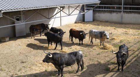 Cebada Gago ha llegado con 7 toros de cara al encierro y corrida del 8 de julio