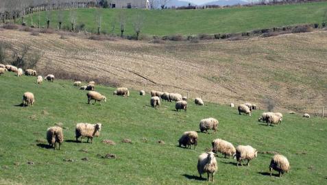 El Gobierno concederá subvenciones a los ganaderos de oveja