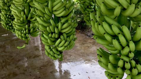 Imagen de bananas