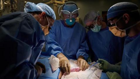 transplante-cerdo El equipo quirúrgico de NYU Langone Health examina el riñón porcino que se implantó fuera del cuerpo para permitir la observación y la toma de muestras de tejido durante el periodo de estudio de 54 horas