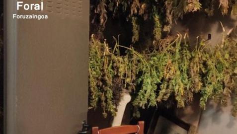 Secadero de marihuana en un trastero