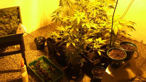 Tres detenidos en la Ribera con marihuana y dos pistolas simuladas