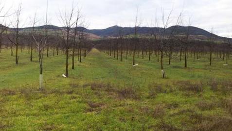 El Gobierno perdió 3,7 millones en un negocio forestal que Comptos ve El Gobierno perdió 3,7 millones en un negocio forestal que Comptos ve