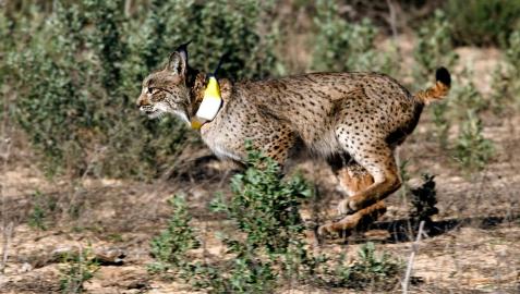 'WildMed', un filme de naturaleza sobre Sierra Morena