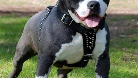 Pitbull Terrier