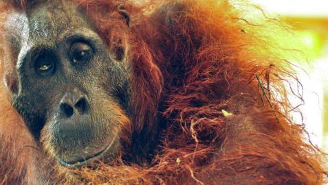 Muere un orangután hembra con más de cuarenta perdigones