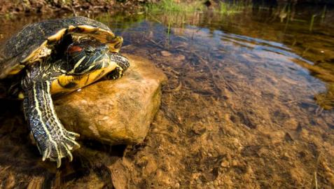 Los galápagos exóticos, de mascotas a especies invasoras en Navarra