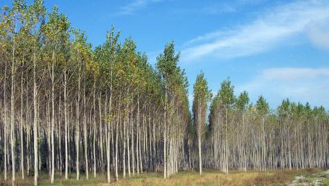 Foresna denuncia los retrasos para plantar chopos de la CHE