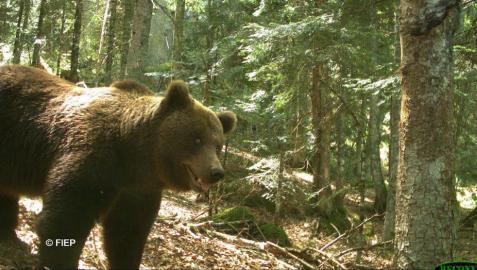 Reclaman a Navarra apoyo urgente para evitar la extinción del oso