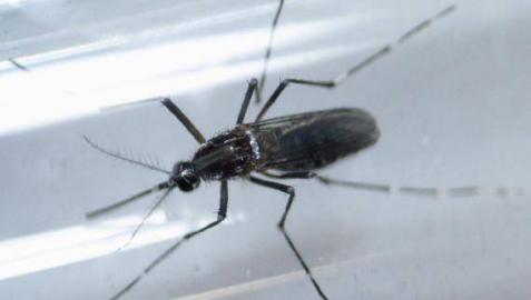 El mosquito transmisor del virus del zika.