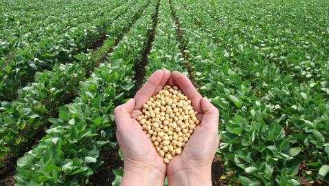 Aumenta el uso de herbicidas en cultivos transgénicos