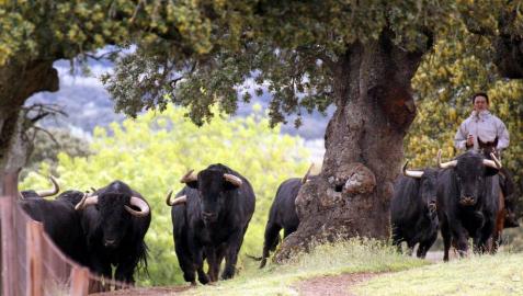 Los toros de Puerto de San Lorenzo en la finca salmantina de Puerto de la Calderilla.