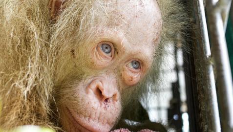 Rescatada en Indonesia una orangutana albina en cautivdad