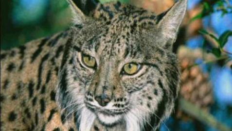 España libera ocho ejemplares de lince en Portugal