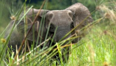 Muere un cazador profesional sudafricano aplastado por un elefante