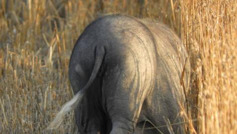 El 'cerdolis', cruce entre el cerdo vietnamita y jabalí, especie detectada en Urraul Alto El 'cerdolis', cruce entre el cerdo vietnamita y jabalí, especie detectada en Urraul Alto