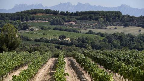 El cava en la encrucijada: ¿Dónde está el límite a la expansión de viñedos? El cava en la encrucijada: ¿Dónde está el límite a la expansión de viñedos?