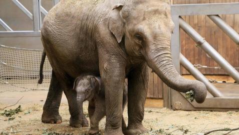 Muere un joven indio cuando trataba de hacerse un selfi con un elefante