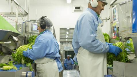 Florette invierte 2 millones para duplicar su capacidad productiva en Arguedas