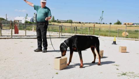 Los perros también hacen deporte