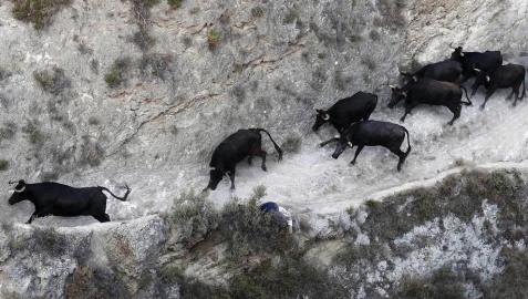 Las vacas de la ganadería Teodoro Vergara, de Falces, protagonizan el octavo encierro del Pilón de fiestas de Tafalla 2018, con varios corneados y vacas escapadas