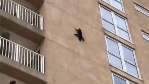 Los mapaches, como los gatos