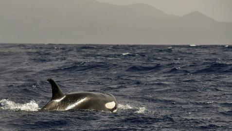Avistan un grupo de 5 orcas a dos millas de la isla de El Hierro Avistan un grupo de 5 orcas a dos millas de la isla de El Hierro