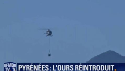 Soltada la primera osa en Aspe por un helicóptero de la gendarmería francesa