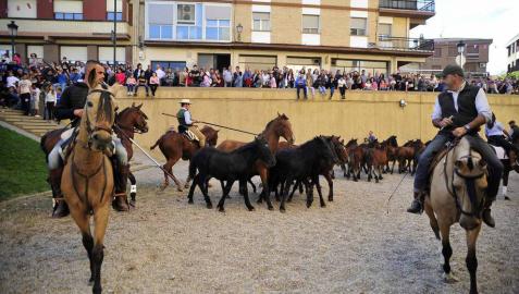 Fotos de la feria del caballo de Marcilla