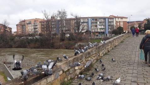 Las palomas eligen Santa Engracia